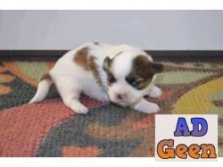 Shih Tzu puppies available 9394723663
